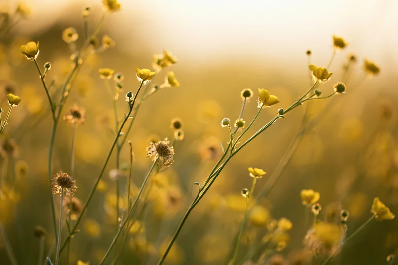 Wild buttercup flowers blooming in a sunlit meadow with soft focus background