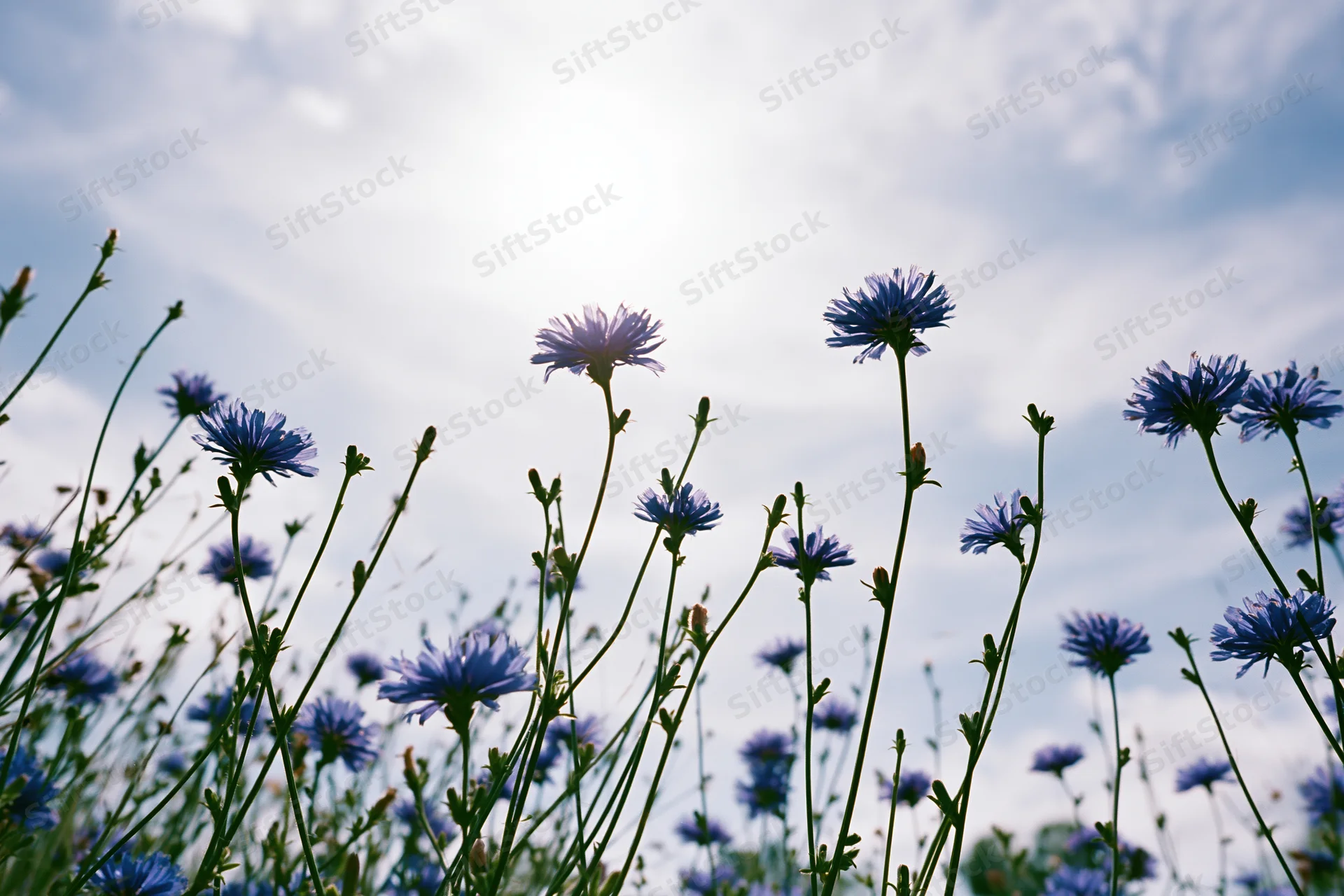 Wild cornflowers with blue petals and green stems growing in a field under a bright sky