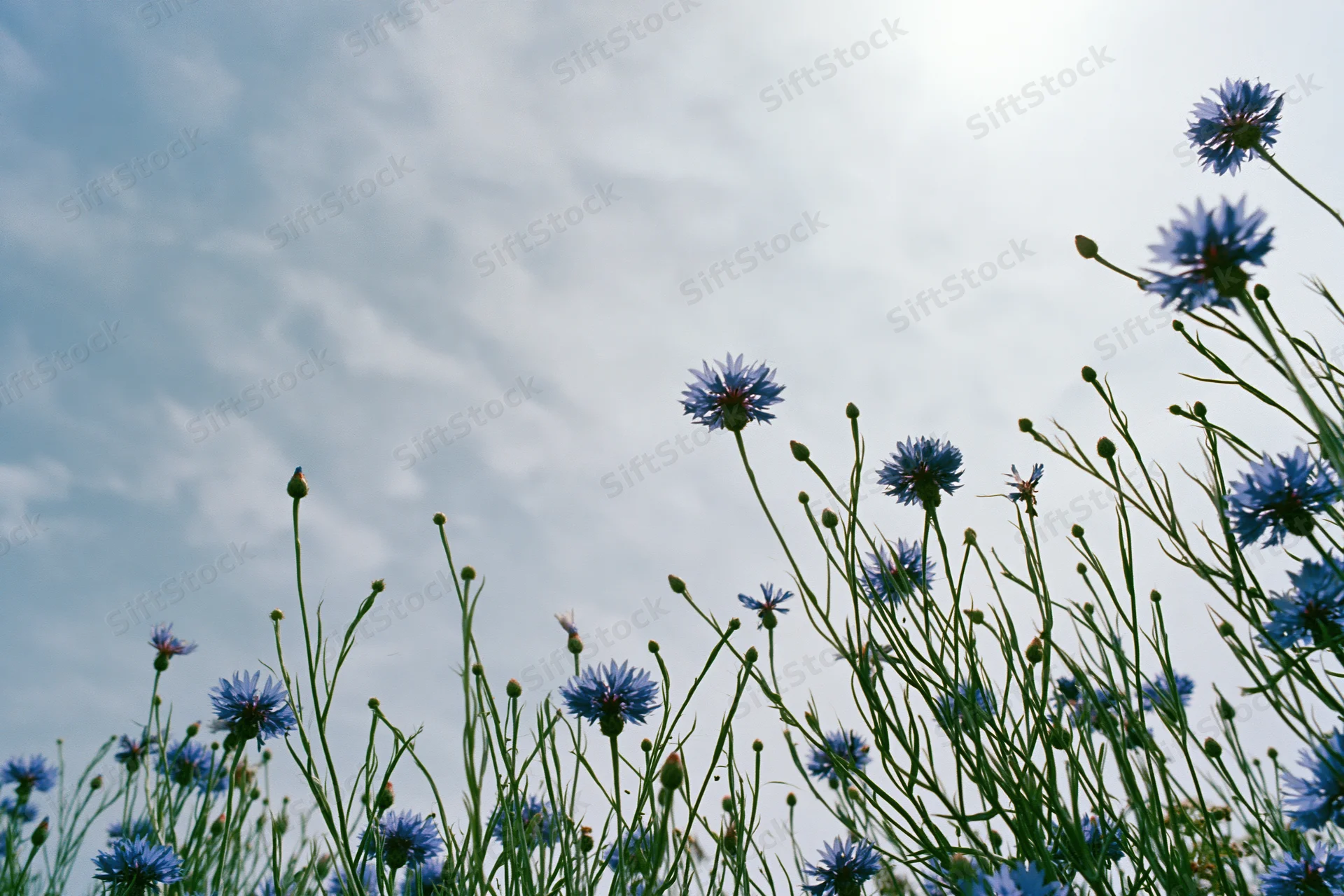 Wild cornflowers with blue petals and green stems growing in a field under a cloudy sky