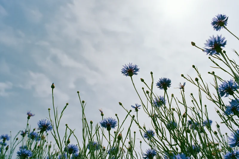Wild cornflowers with blue petals and green stems growing in a field under a cloudy sky