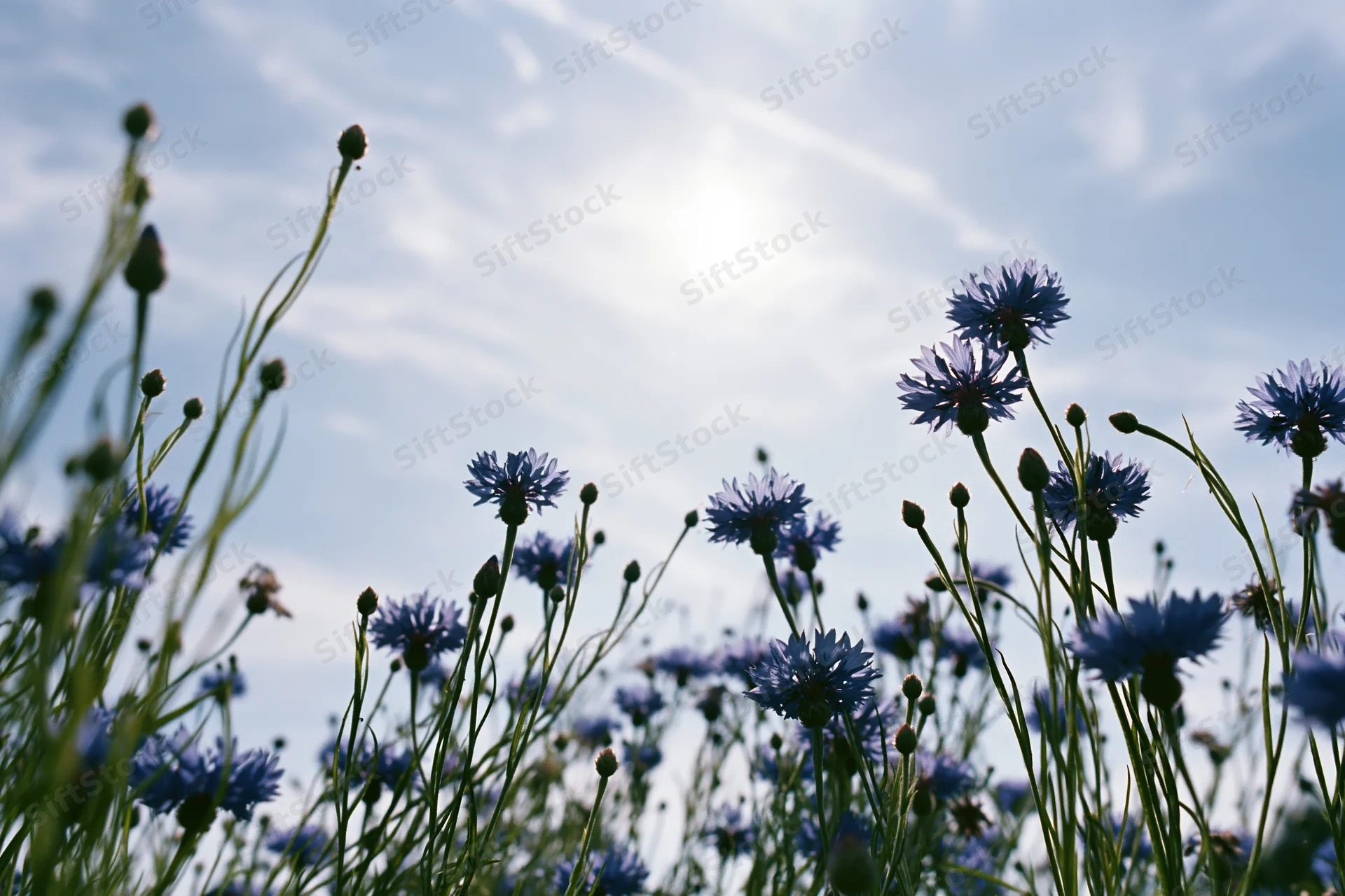 Wild cornflowers with blue petals and green stems growing in a field under a bright sky