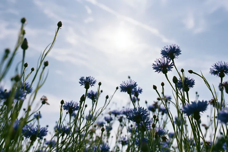 Wild cornflowers with blue petals and green stems growing in a field under a bright sky