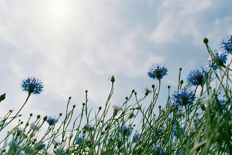 Wild cornflowers with blue petals and green stems growing in a field under a cloudy sky