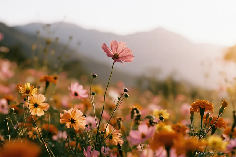 Cosmos and marigold flowers blooming in an open field with mountains in the background