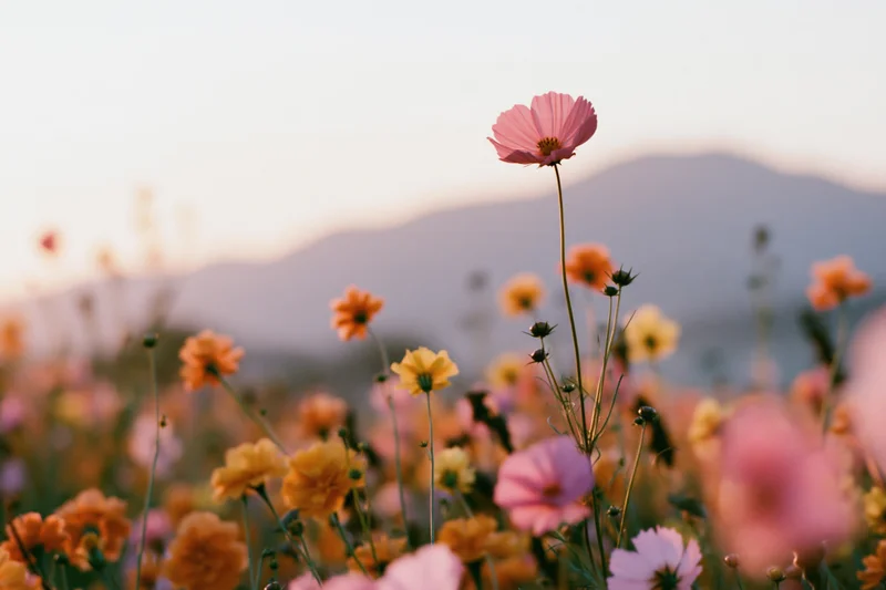 Cosmos and marigold flowers blooming in an open field at sunset