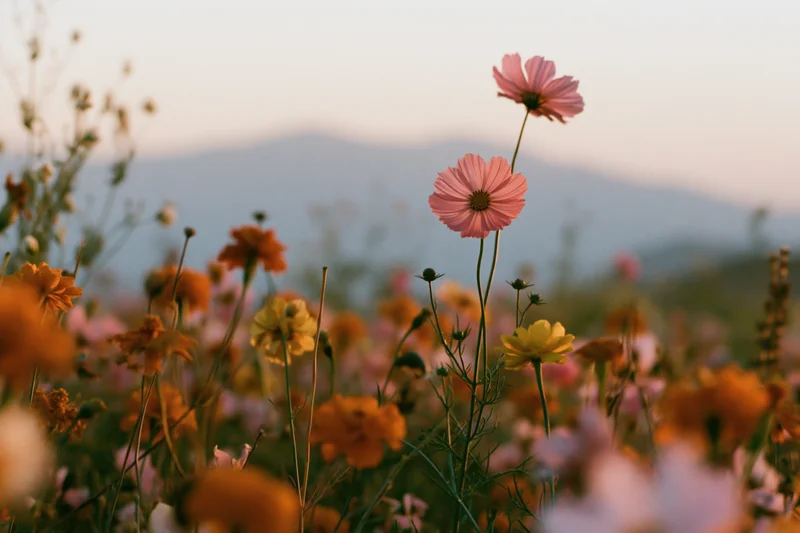 Cosmos and marigold flowers blooming in an open field at sunset