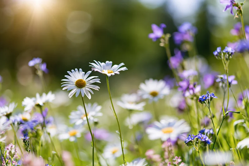 Wild daisies and purple wildflowers blooming in a sunlit meadow viewed from low angle