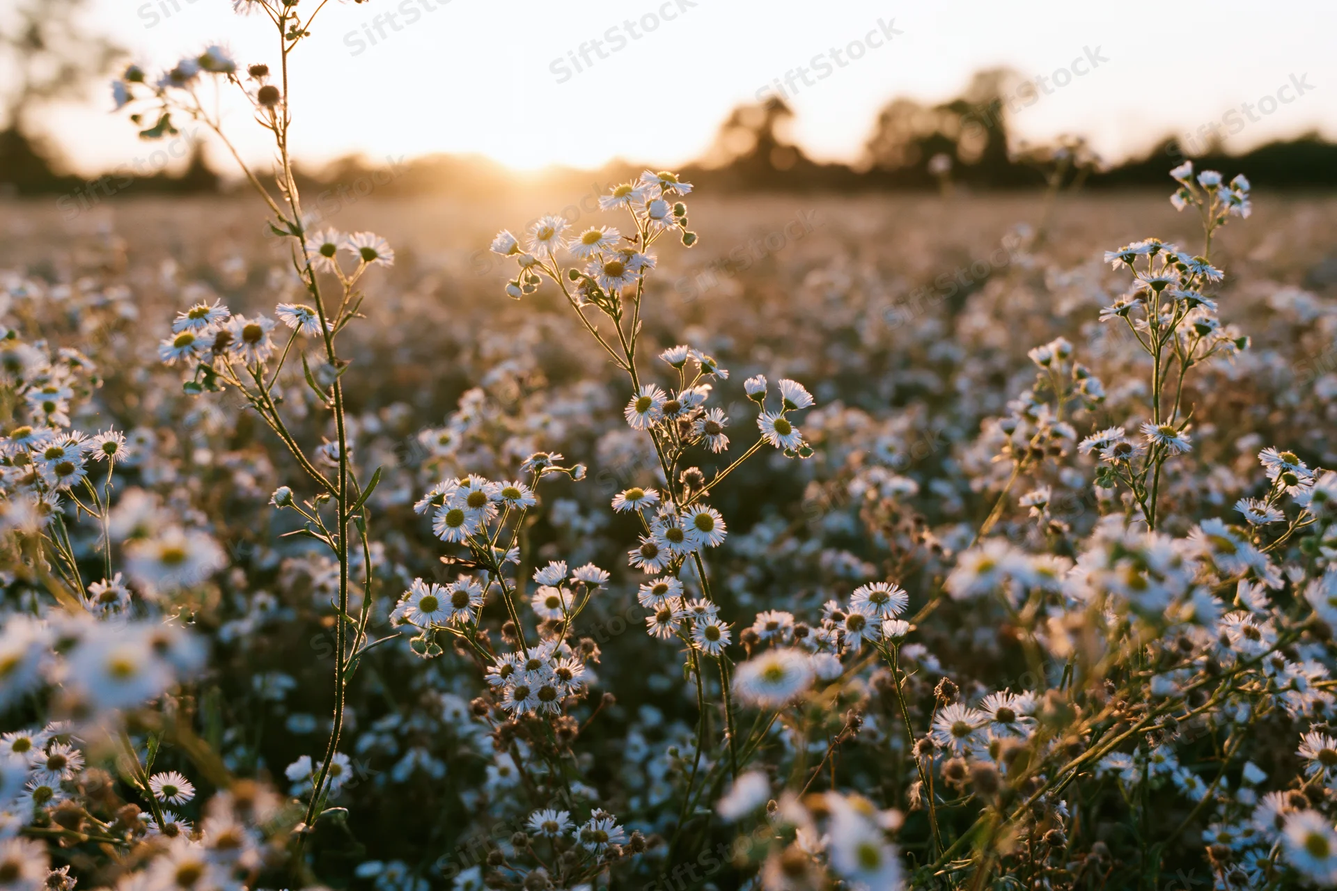 Wild daisy fleabane flowers blooming in an open meadow field at sunset