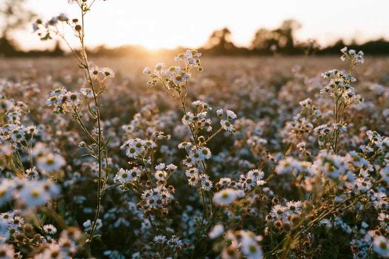 Wild daisy fleabane flowers blooming in an open meadow field at sunset