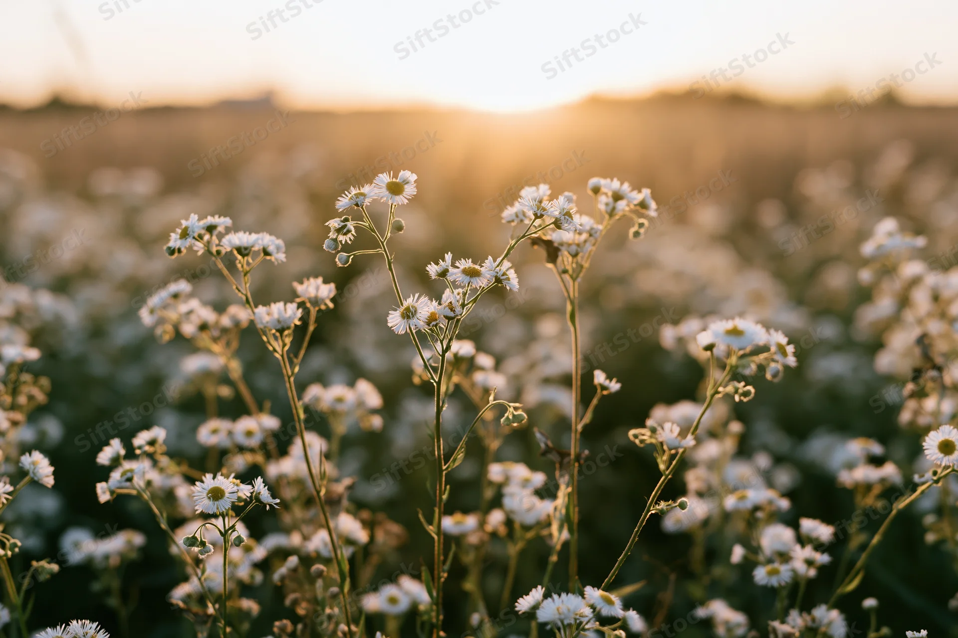 Wild daisy fleabane flowers blooming in an open meadow field at golden hour