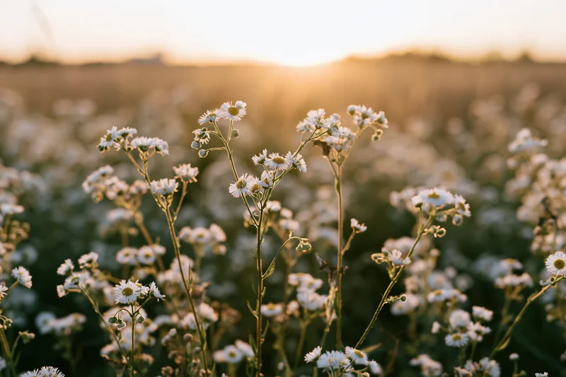 Wild daisy fleabane flowers blooming in an open meadow field at golden hour