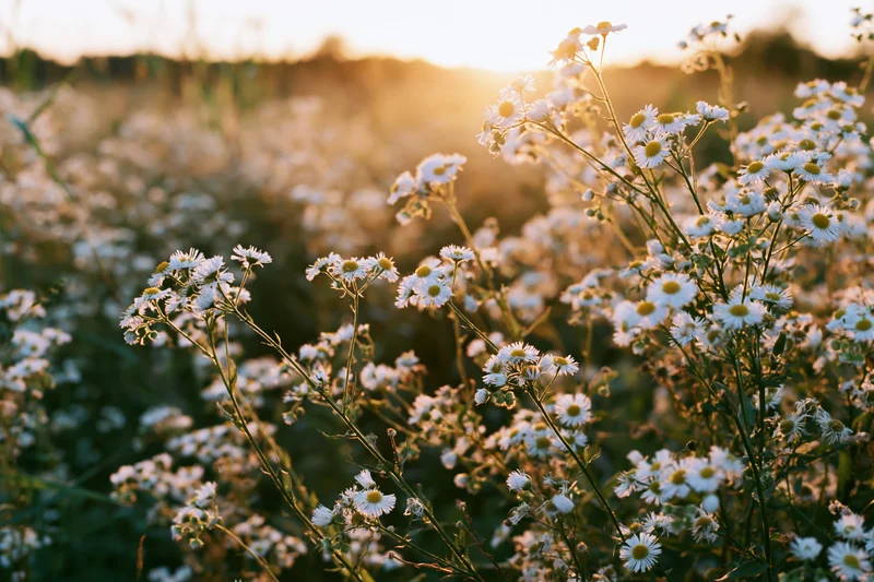 Wild daisy fleabane flowers blooming in an open meadow field at golden hour