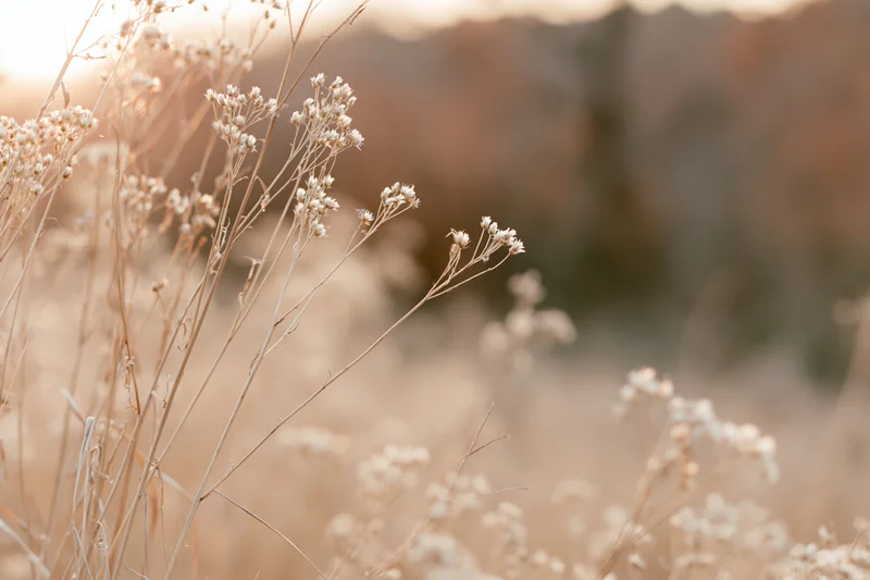 Dried wild meadow weeds with tiny seed heads filling the frame in soft golden light