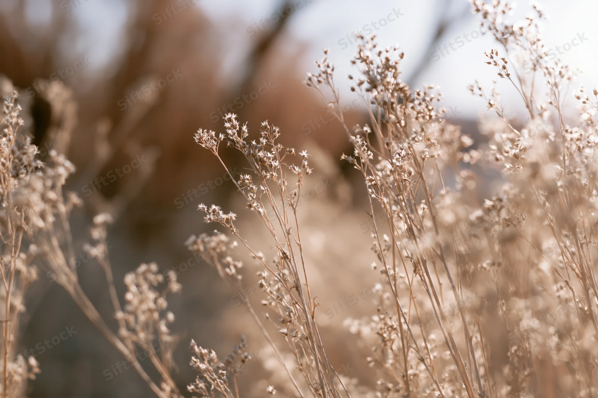 Dried wild meadow weeds with tiny seed heads filling the frame in soft autumn light