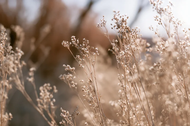 Dried wild meadow weeds with tiny seed heads filling the frame in soft autumn light