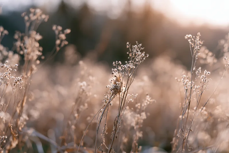 Dried wild meadow weeds with tiny seed heads in soft golden light filling the frame