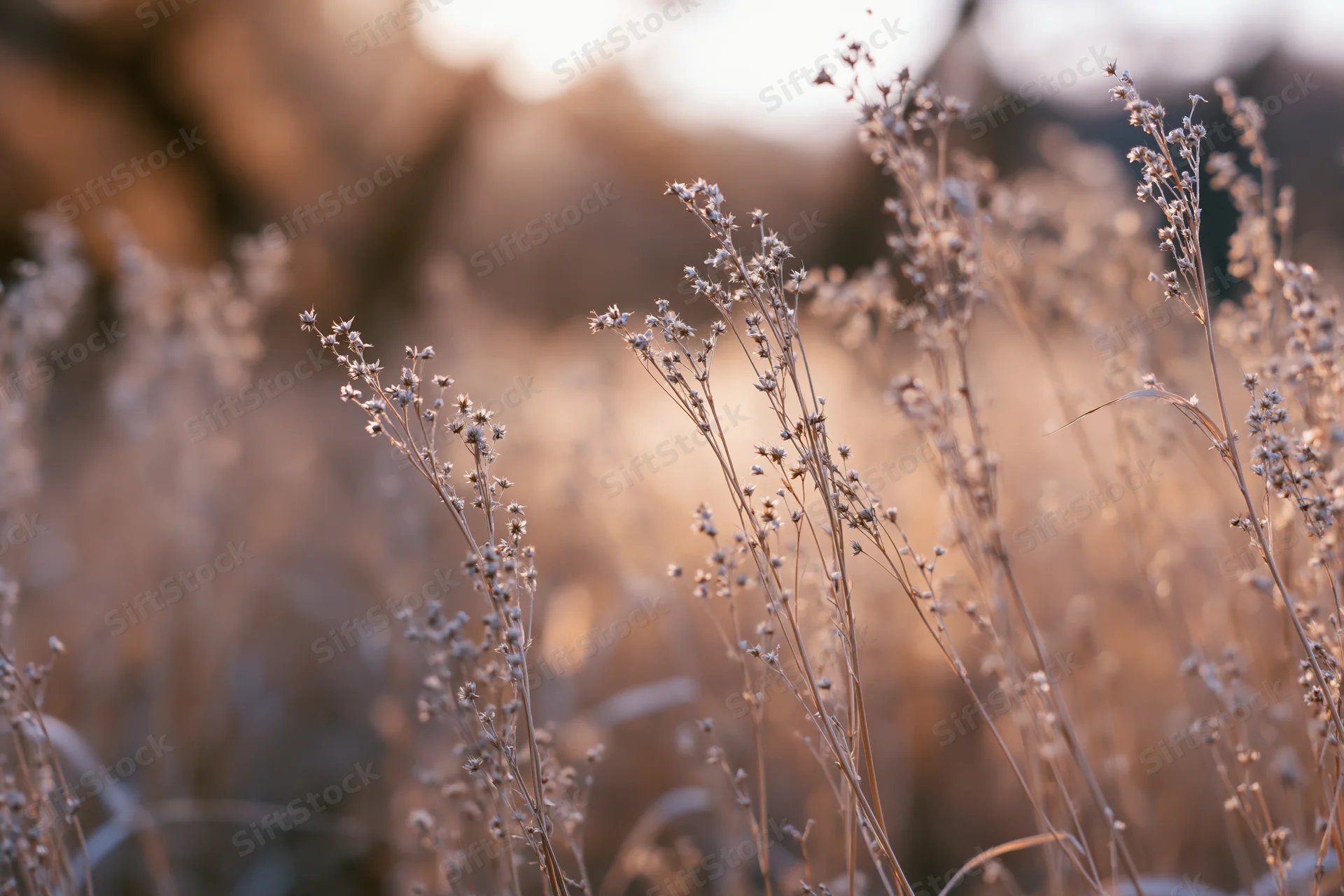 Dried meadow weeds with tiny seed heads filling the frame in warm autumn light