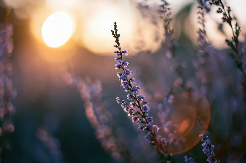 Wild heather stems with tiny purple blossoms in a field at sunset