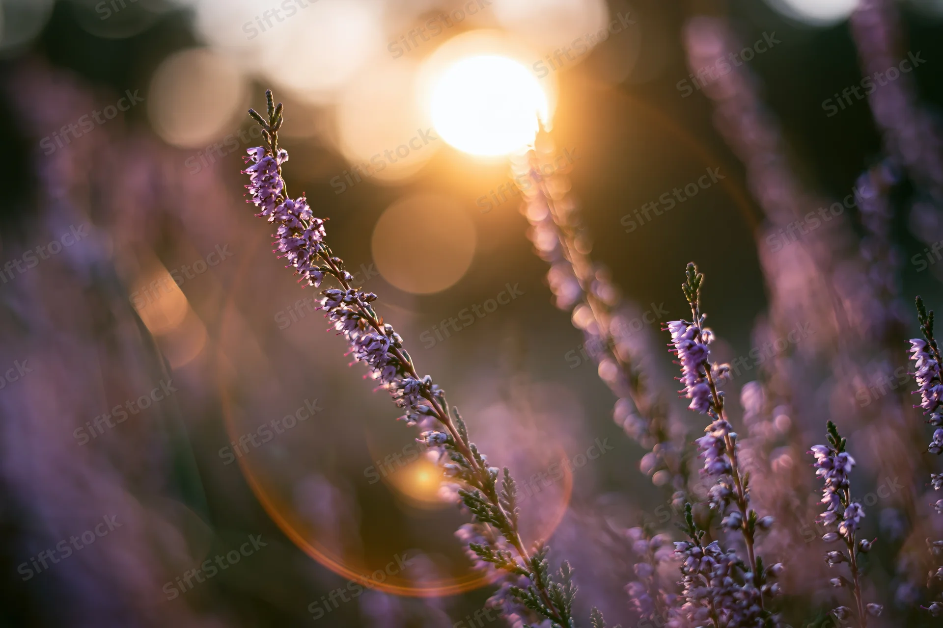 Wild heather stems with tiny purple blossoms in soft sunlight, close-up view in natural field setting