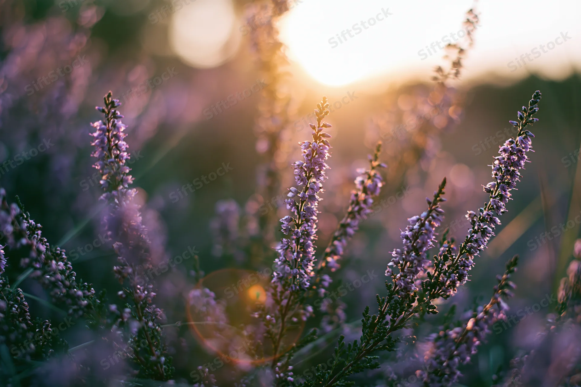 Wild heather stems with tiny purple blossoms in a field at sunset