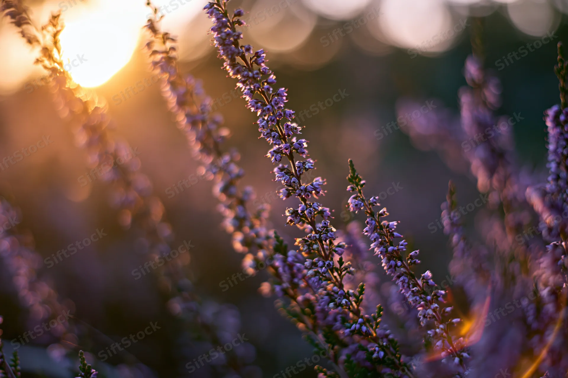 Wild heather stems with tiny purple blossoms in golden hour light, close-up view in natural meadow setting