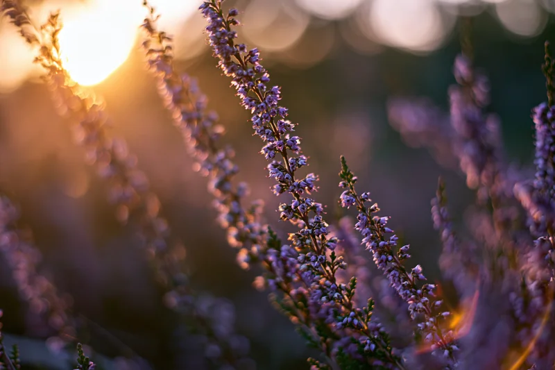 Wild heather stems with tiny purple blossoms in golden hour light, close-up view in natural meadow setting