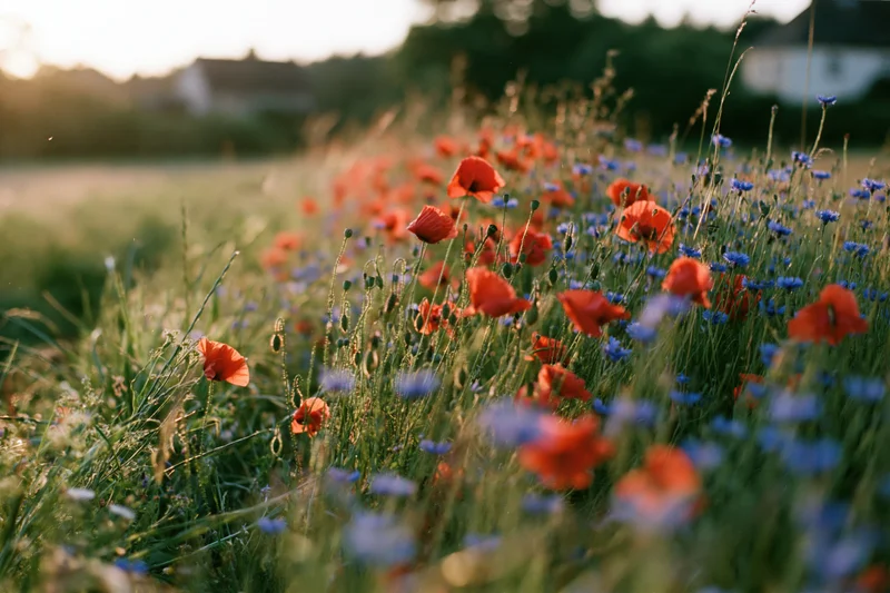 Dense wild meadow of red poppies and blue cornflowers growing in a sunlit field at golden hour