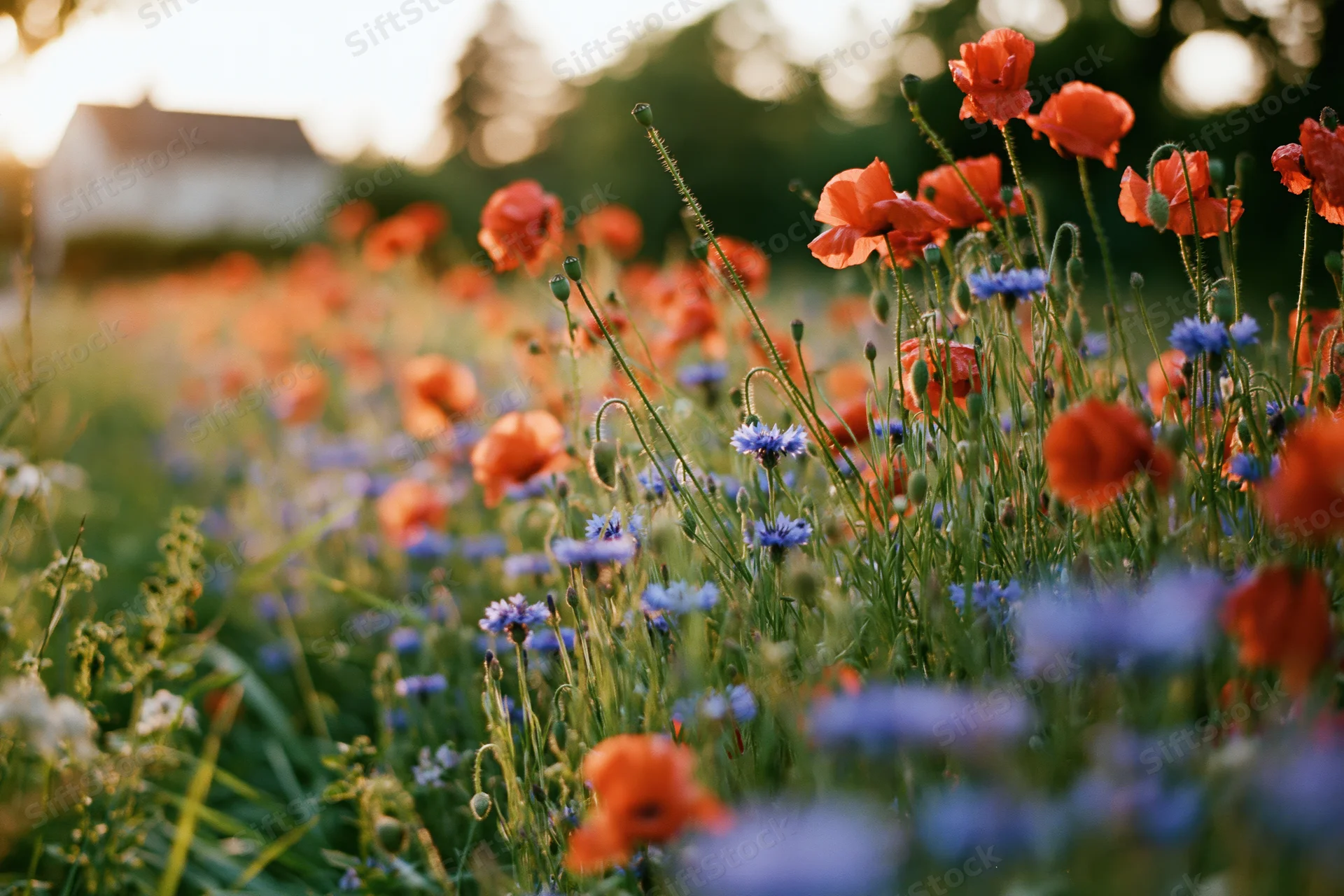 Dense wild meadow of red poppies and blue cornflowers in bloom with soft focus background and golden hour light