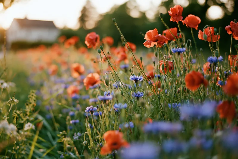 Dense wild meadow of red poppies and blue cornflowers in bloom with soft focus background and golden hour light
