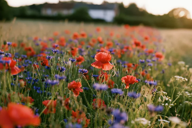 Dense wild meadow of red poppies and blue cornflowers growing in a green field