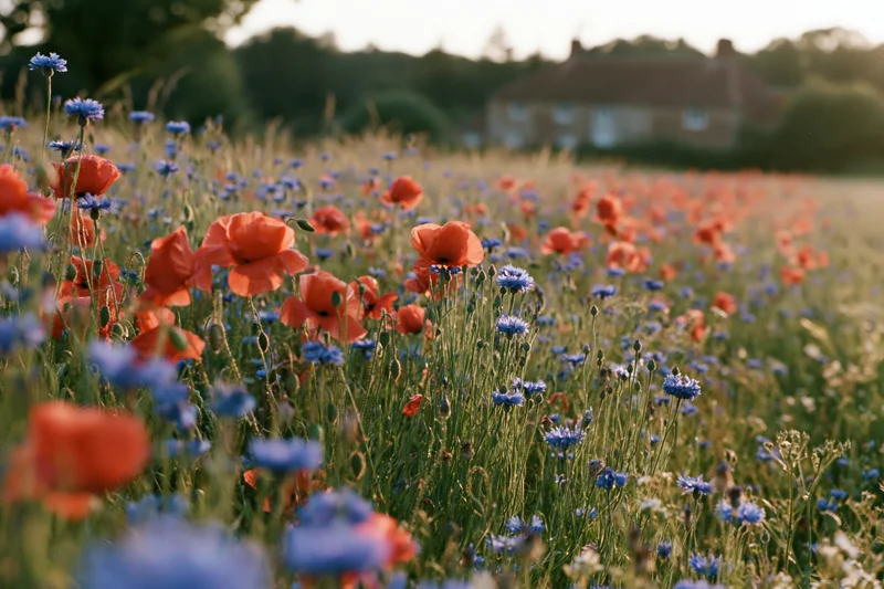 Dense wild meadow of red poppies and blue cornflowers in bloom under soft golden light