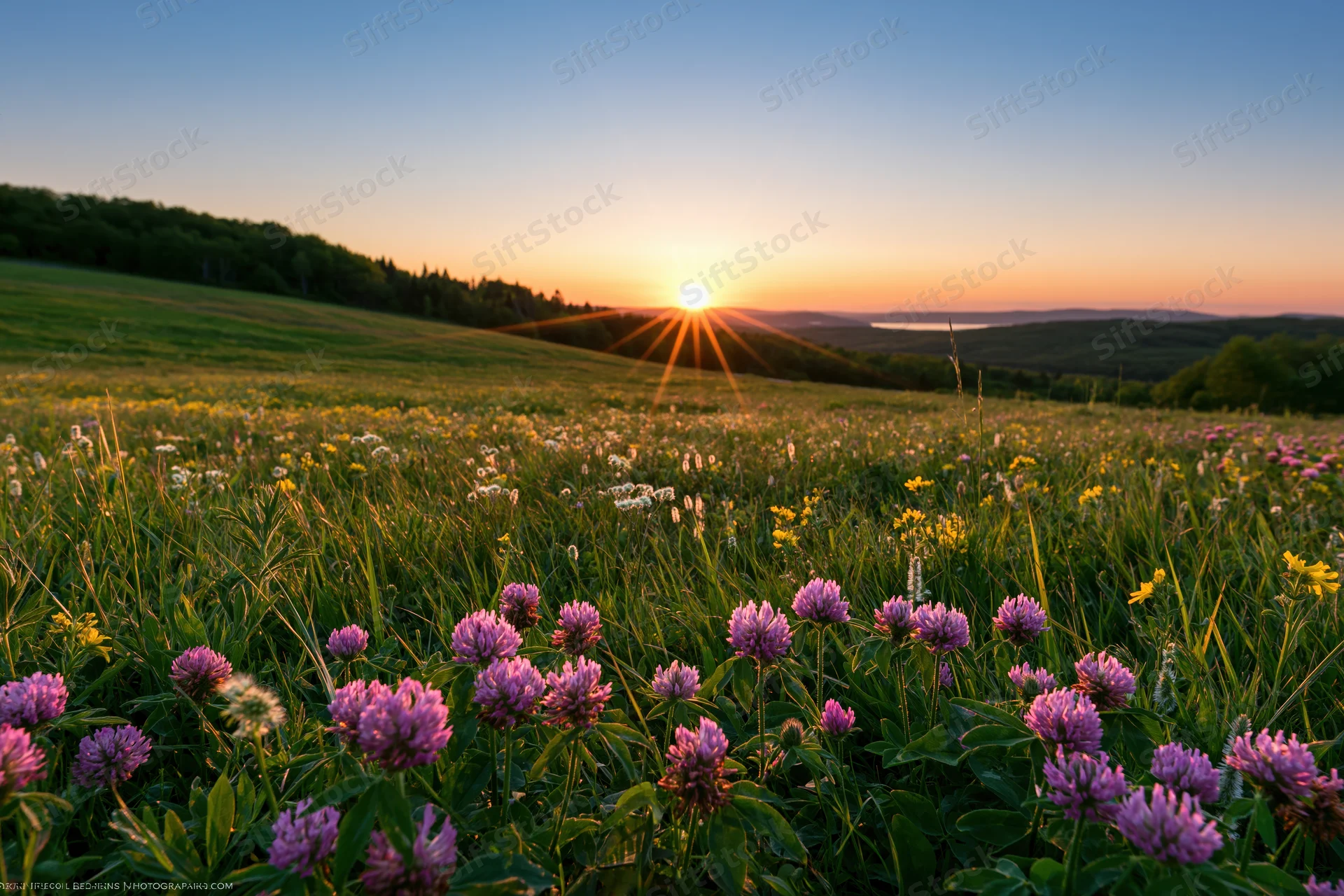 Pink clover and yellow wildflowers blooming in a grassy meadow at golden hour sunset