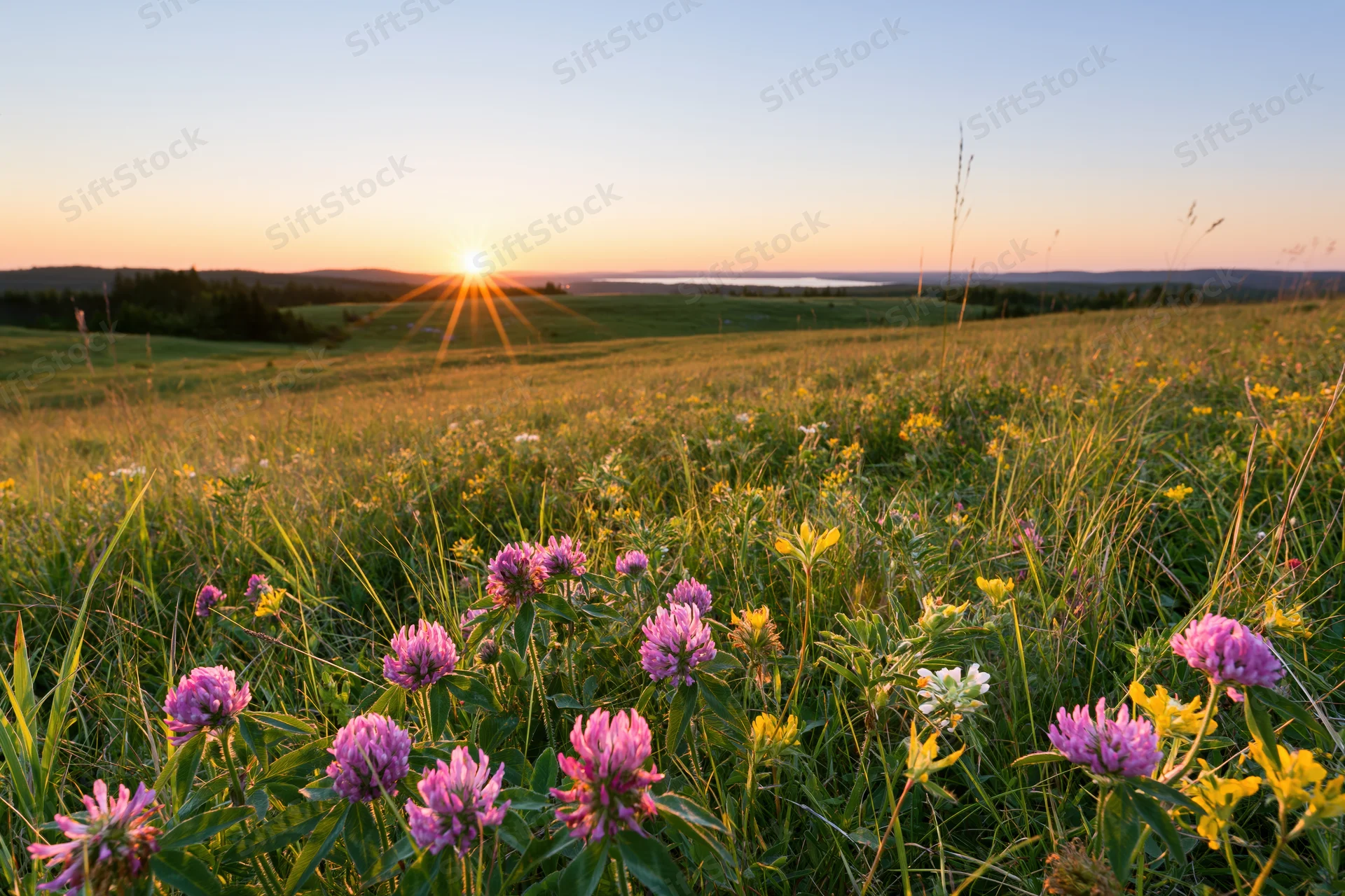 Pink clover and yellow wildflowers blooming in a grassy meadow at golden hour sunset