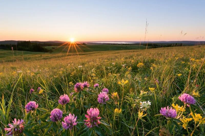 Pink clover and yellow wildflowers blooming in a grassy meadow at golden hour sunset