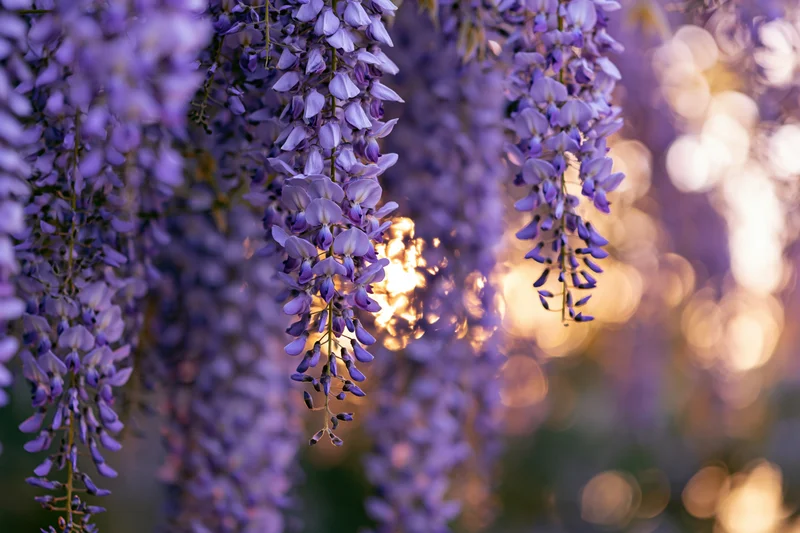 Wisteria flower clusters hanging downward in full bloom closeup with soft sunlight and bokeh background