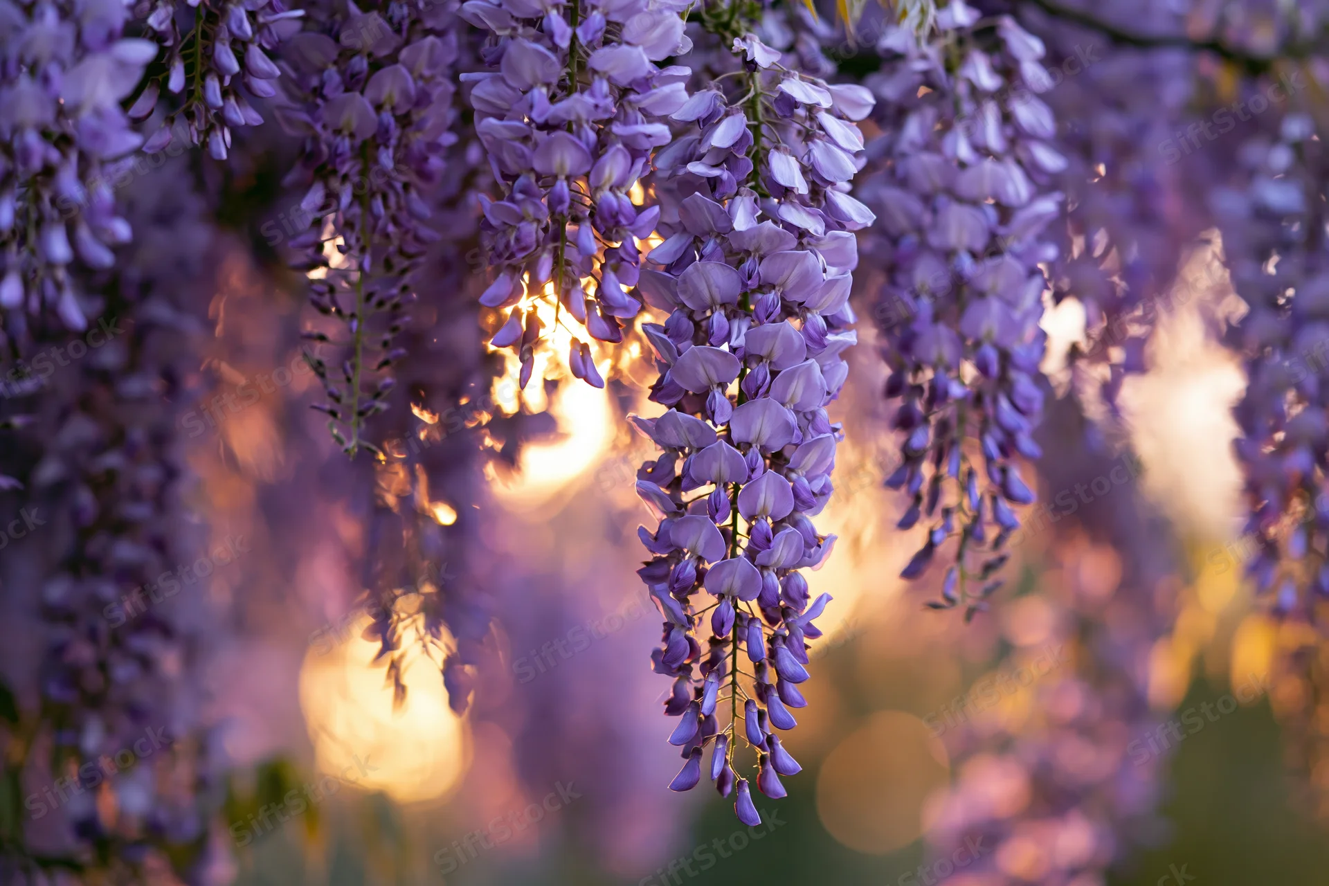 Wisteria flower clusters hanging downward in full bloom closeup with warm sunlight and bokeh background