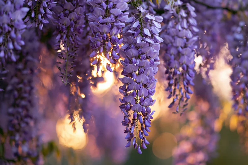 Wisteria flower clusters hanging downward in full bloom closeup with warm sunlight and bokeh background