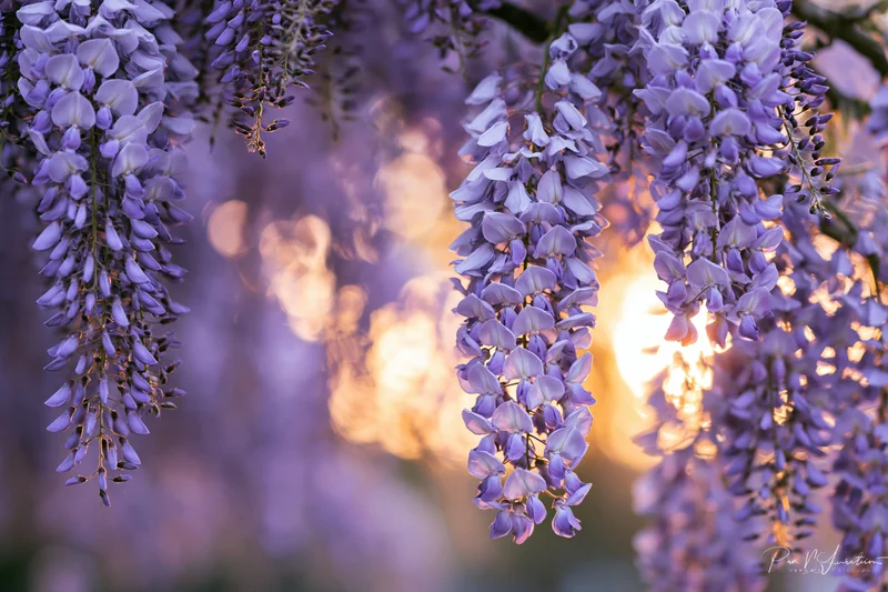 Wisteria flower clusters hanging downward in full bloom closeup with sunlight and bokeh background