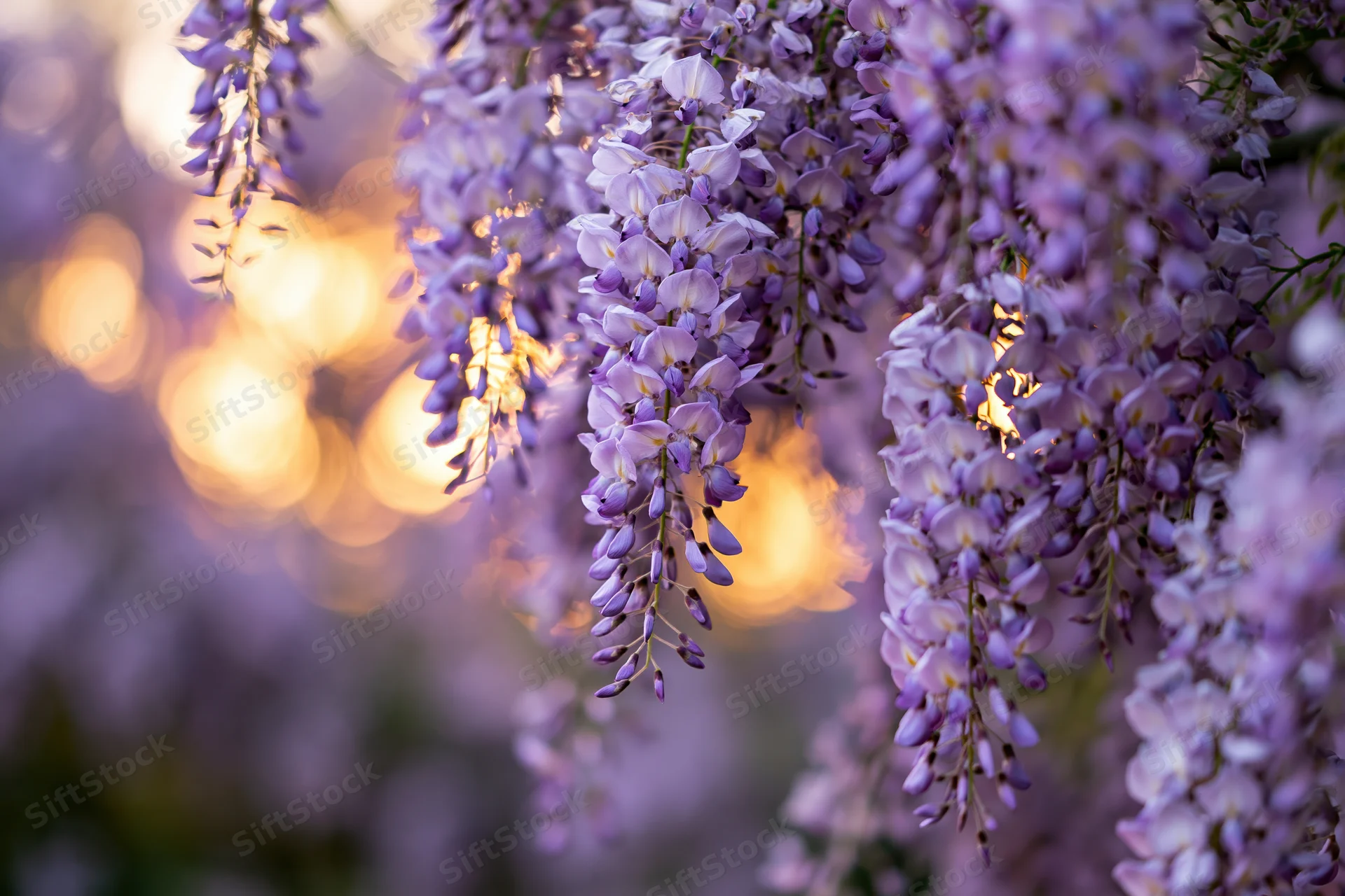 Wisteria flower clusters hanging downward in full bloom closeup with golden bokeh background