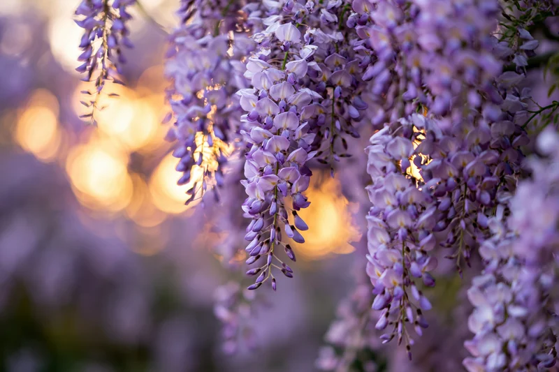 Wisteria flower clusters hanging downward in full bloom closeup with golden bokeh background