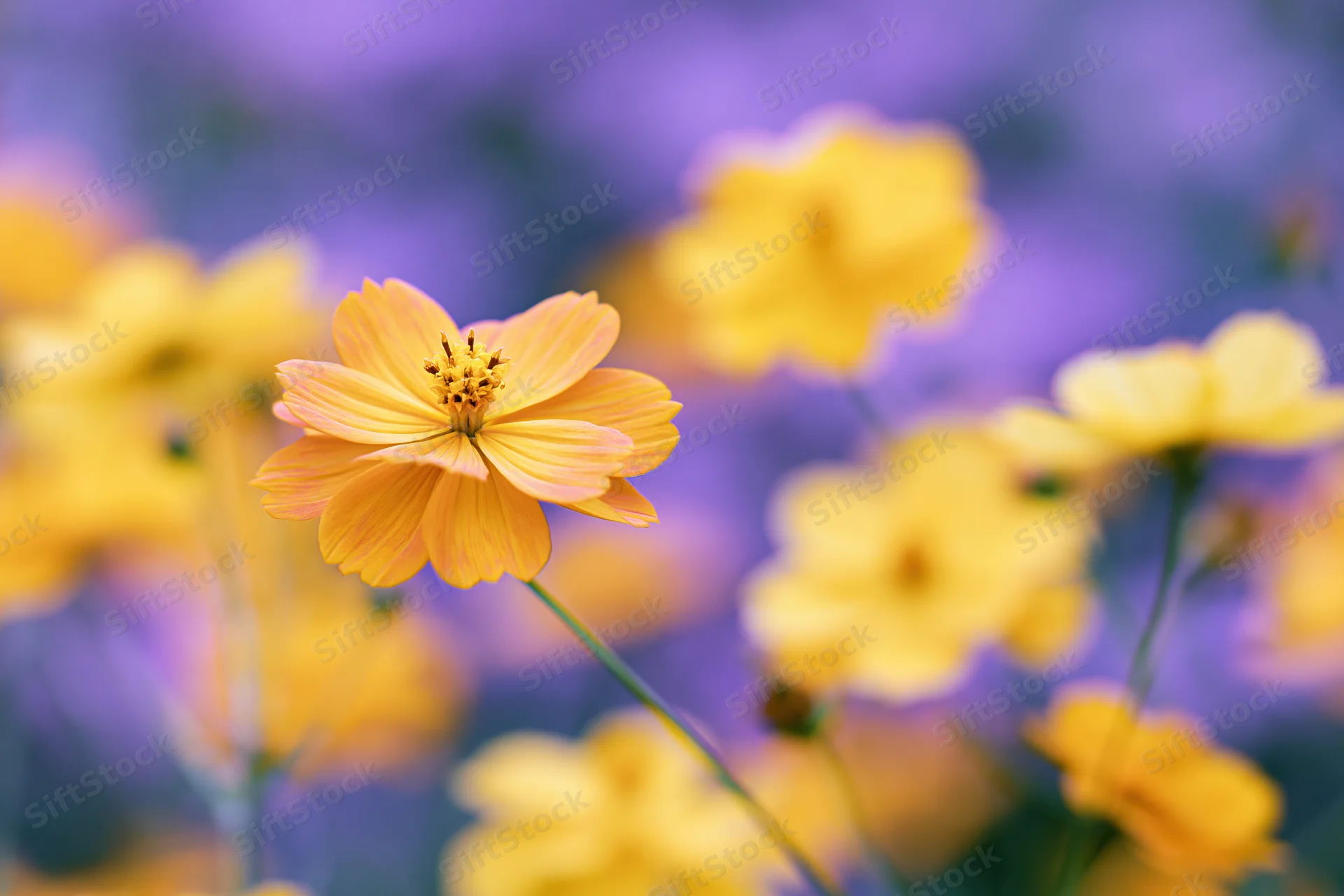 Yellow cosmos flower blooming in a dense garden meadow closeup