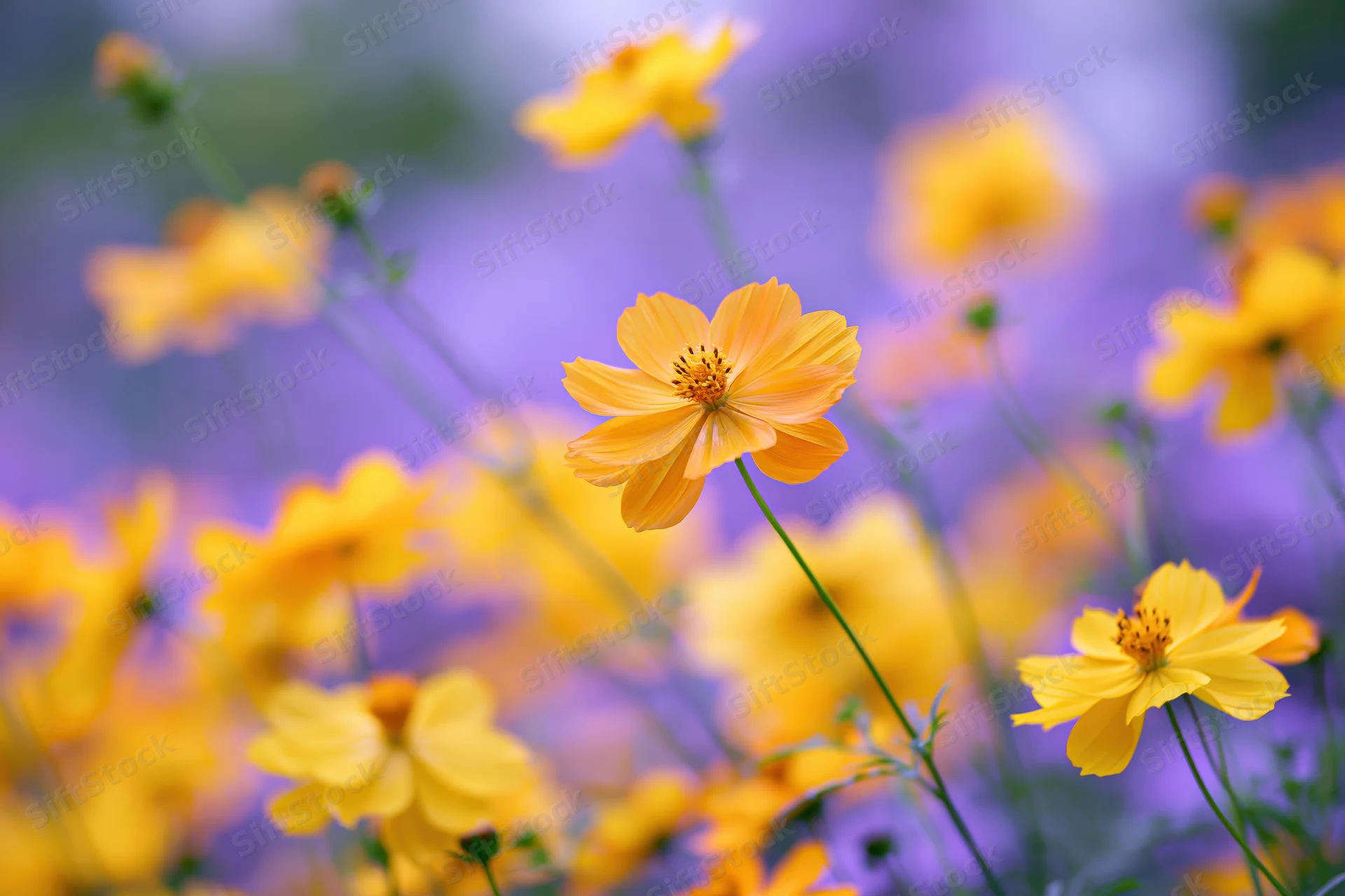 Yellow cosmos flowers blooming in a dense garden meadow closeup