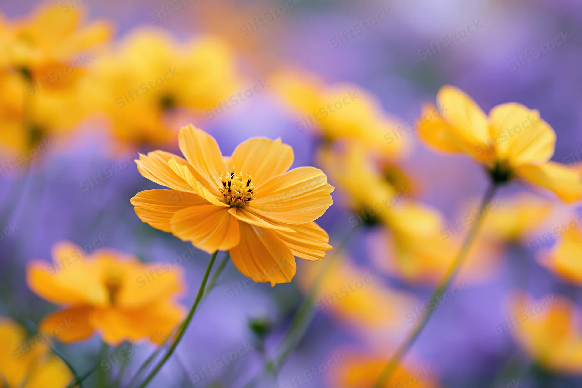 Yellow cosmos flowers blooming in a dense garden meadow closeup
