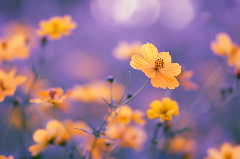 Yellow cosmos flowers blooming in a dense garden meadow closeup