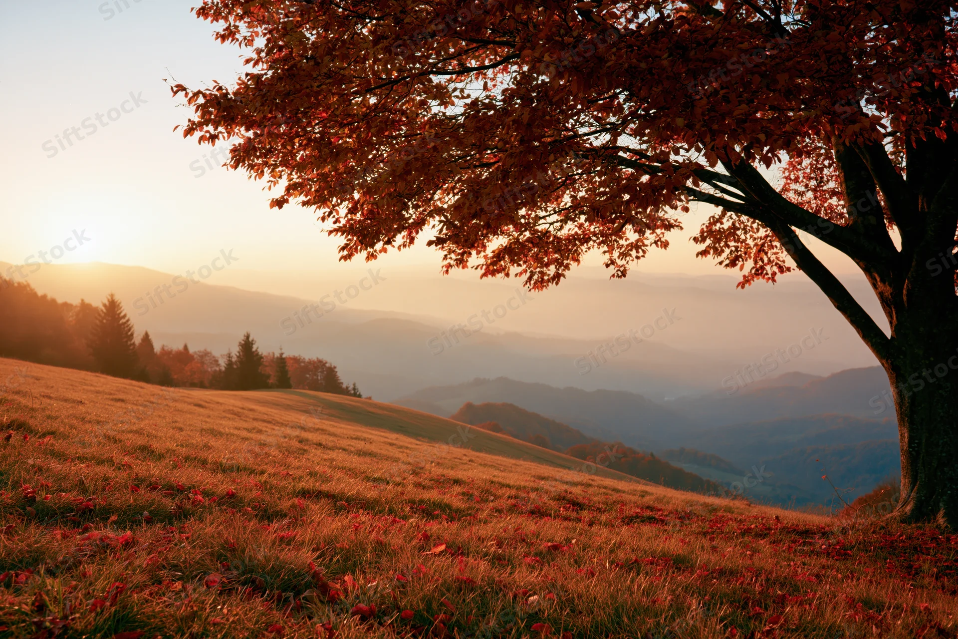 Autumn tree on a hillside overlooking misty mountains at sunset