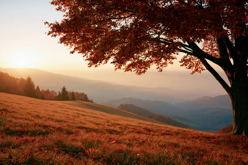 Autumn tree on a hillside overlooking misty mountains at sunset