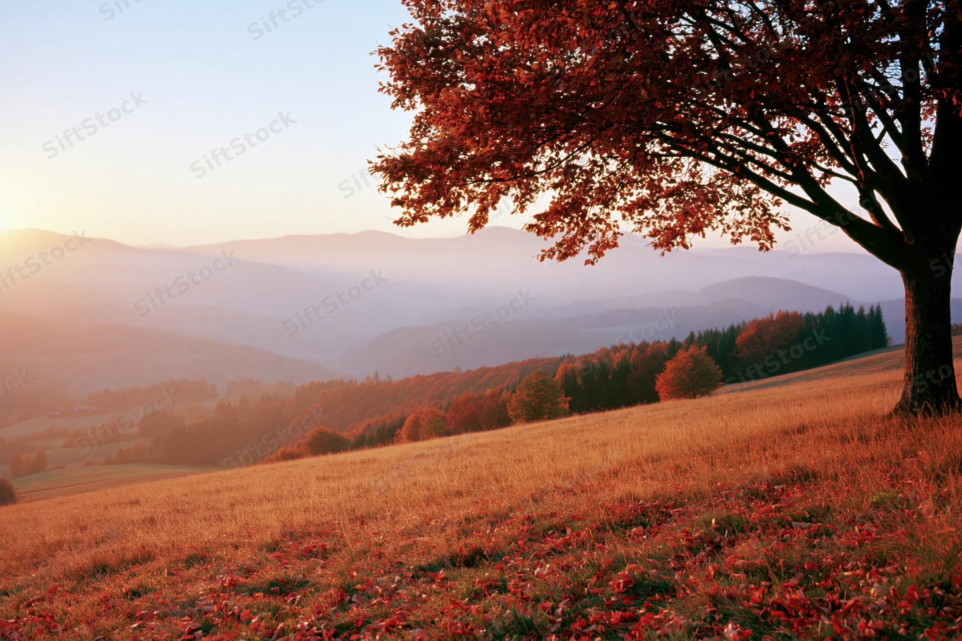 Autumn hillside landscape with a large deciduous tree in full foliage at sunset