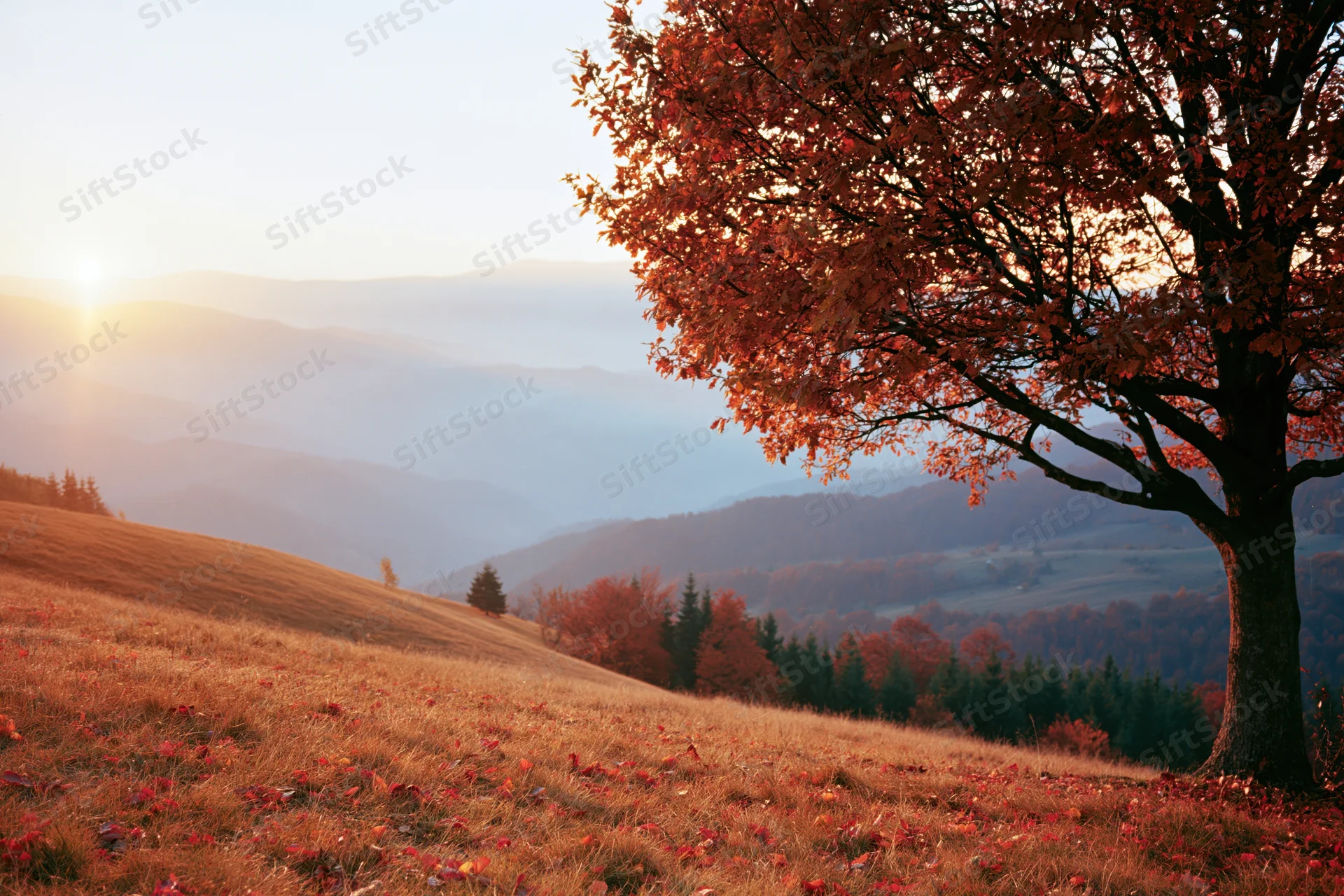 Autumn tree on a grassy hillside overlooking misty mountains at sunset