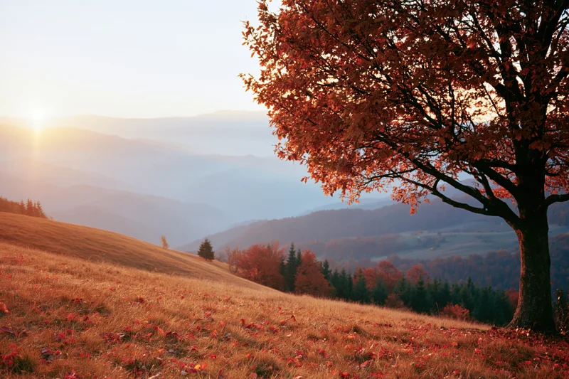 Autumn tree on a grassy hillside overlooking misty mountains at sunset