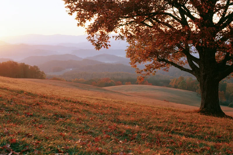 Autumn landscape with a large deciduous tree on a hillside overlooking rolling hills and distant mountains at sunset